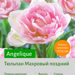 Тюльпан Махровый поздний (double late) Angelique